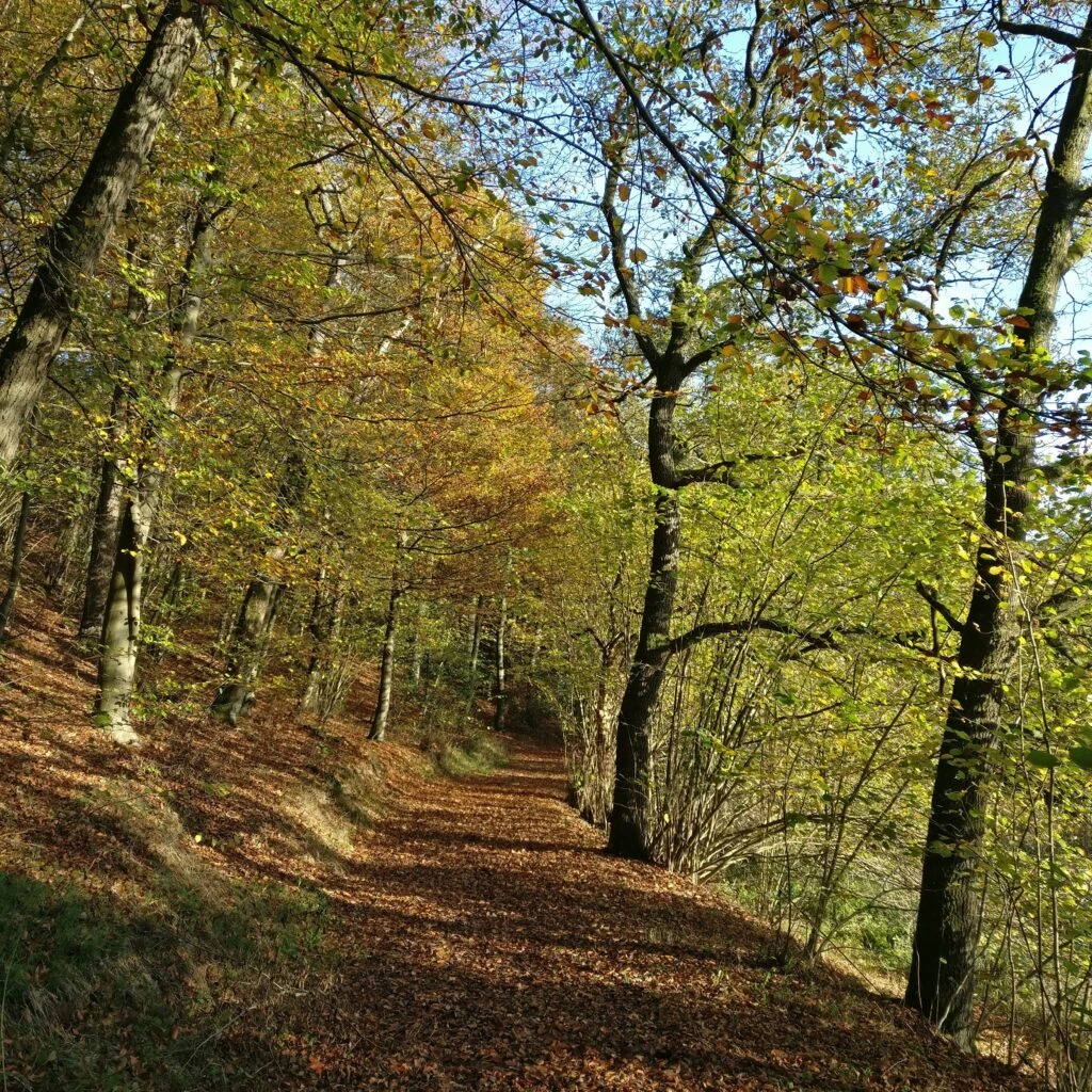 Waldweg im Herbst